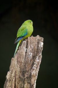 Close-up of parrot perching on tree against black background