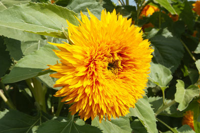 Close-up of honey bee on sunflower