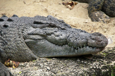 Close-up of a lizard
