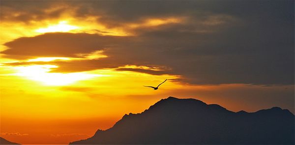 Silhouette bird flying in sky during sunset