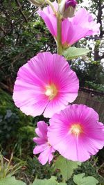 Close-up of pink cosmos flowers