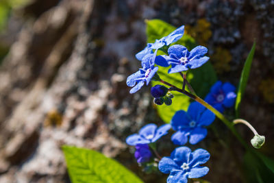 Close-up of blue flowering plant