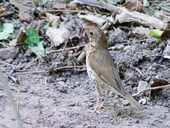 High angle view of bird perching on a field