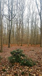 Trees on landscape against sky