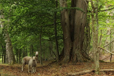 Trees in a forest