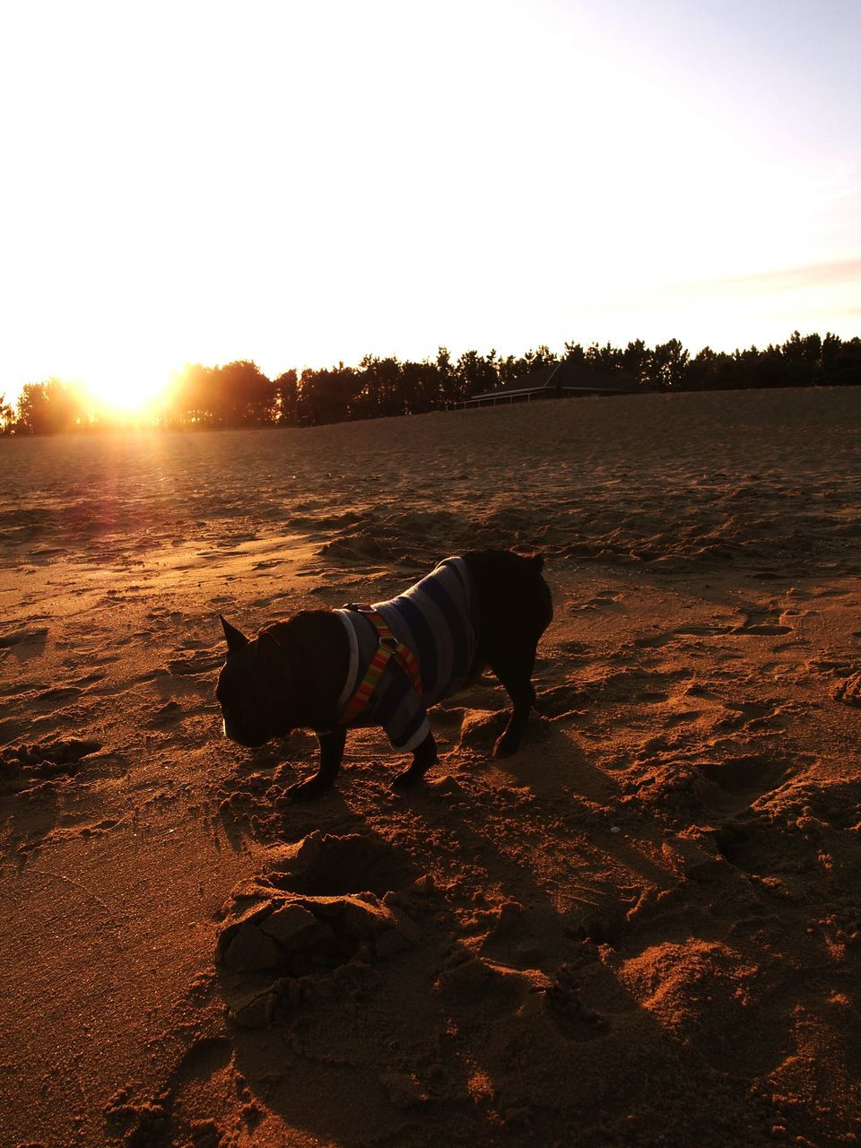 animal themes, one animal, domestic animals, sun, dog, mammal, sunlight, sunset, water, pets, sunbeam, lens flare, beach, sky, nature, sand, sea, outdoors, clear sky, beauty in nature