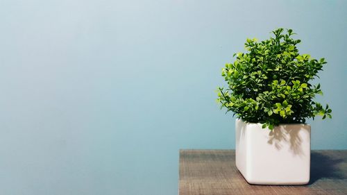 Potted plant on table against wall