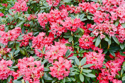 Close-up of pink flowers