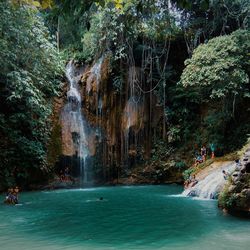 Scenic view of waterfall in forest