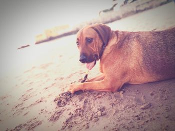 Close-up of dog on sand at beach