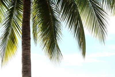 Low angle view of palm tree against sky