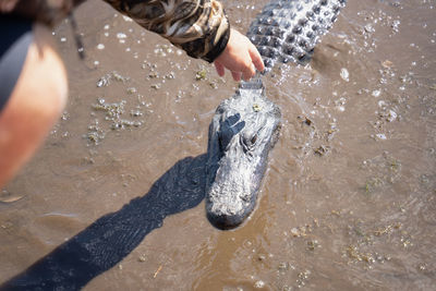 Hand trying to touch and alligator in a bayou river of louisiana