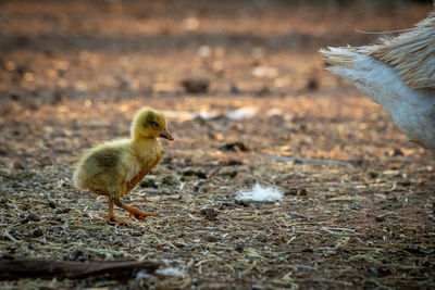 Gosling follows tail of mother across pen