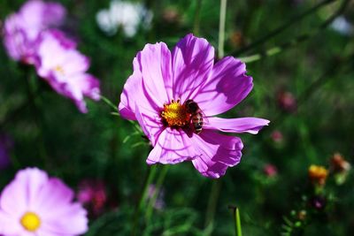 Close-up of bee on flower