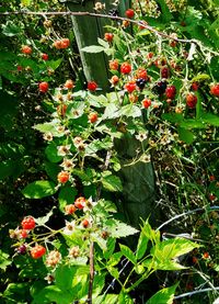 Plants growing on tree