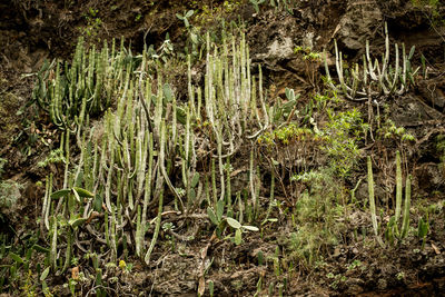 Plants growing on field in forest