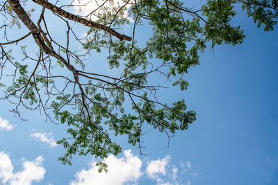 Low angle view of tree against sky