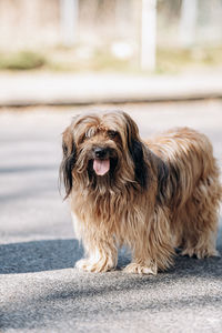 Portrait of dog looking at camera