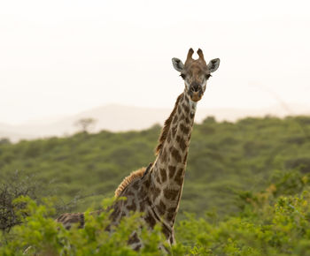 Giraffe in the nature reserve in hluhluwe national park south africa