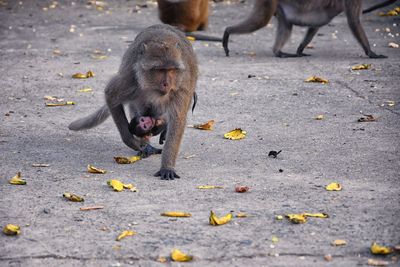 Macaque long tailed monkey, close-up phuket along river genus macaca cercopithecinae thailand asia