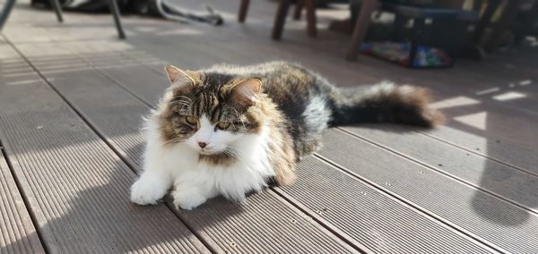 Portrait of cat relaxing on floor