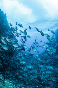 School of bigeye trevally, underwater photography