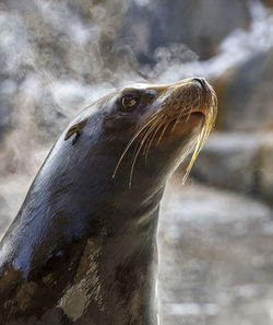 Close-up of sea lion