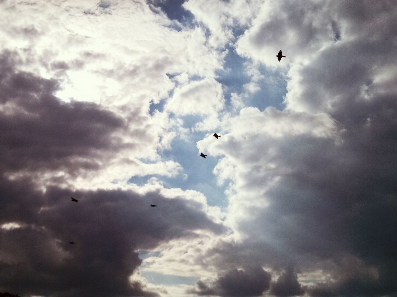 flying, sky, cloud - sky, low angle view, bird, cloudy, mid-air, animal themes, cloud, nature, airplane, beauty in nature, wildlife, cloudscape, scenics, silhouette, animals in the wild, weather, air vehicle, tranquility