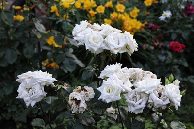 Close-up of white roses