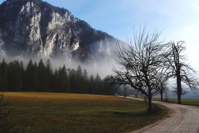 Trees on field against sky