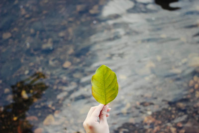 Cropped hand holding leaf against river