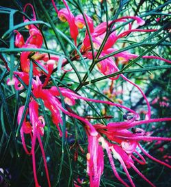 Close-up of red flowers