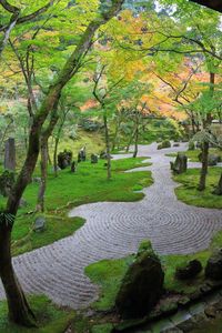 View of trees in park