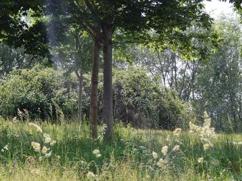 Trees growing in park