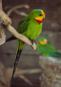 Close-up of parrot perching on branch