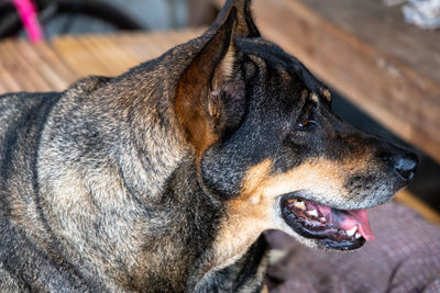 Close-up of dog looking away