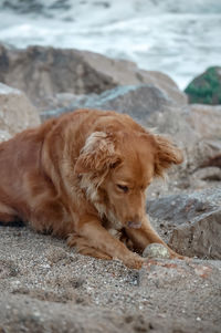 Dog lying on the beach