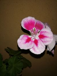 Close-up of pink flower against wall