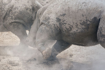 Side view of elephant on land