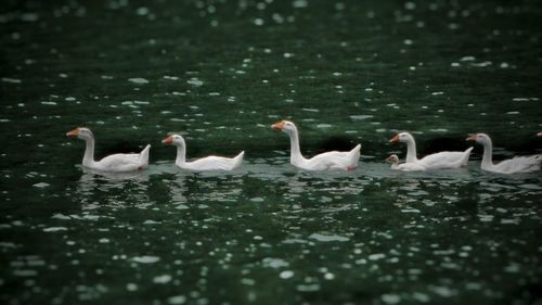 Swans swimming in lake