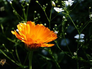 Close-up of orange flower on plant