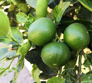 A close up of a lemon growing on the tree
