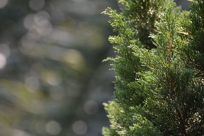 Close-up of dew drops on pine tree