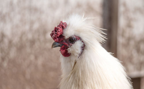 Close-up of a chicken