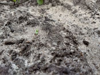 High angle view of insect on land