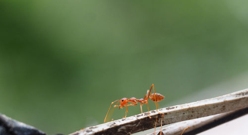 Close-up of ant on wood