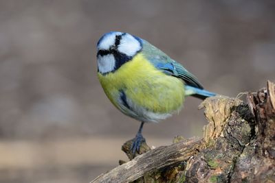 Close-up of bird perching on tree stump