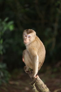 Wild monkeys are lounging and eating on the ground. in khao yai national park, thailand