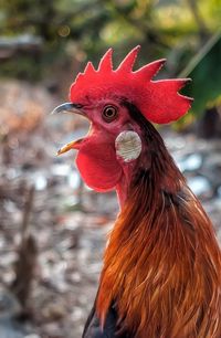 Close-up of rooster