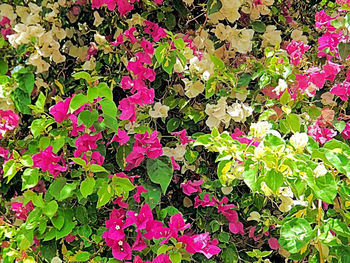 Close-up of pink flowers